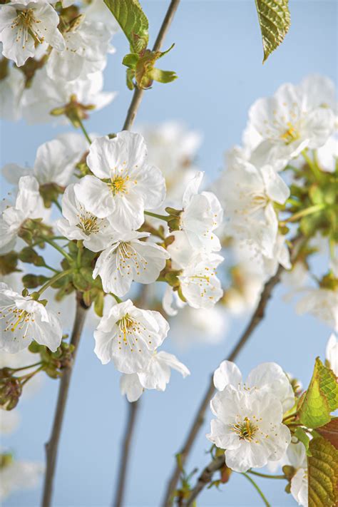 names of white flowering trees.